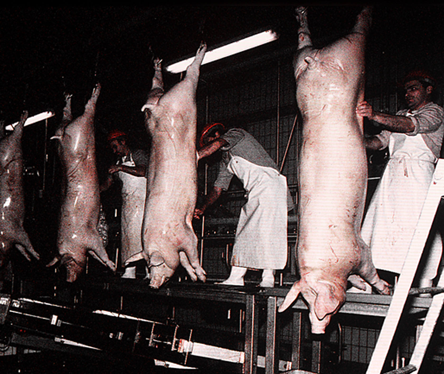 Photo abattoir 12